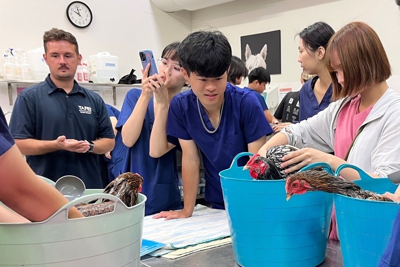 弘光科大動保系學生澳洲實習 難忘幫雞洗澡