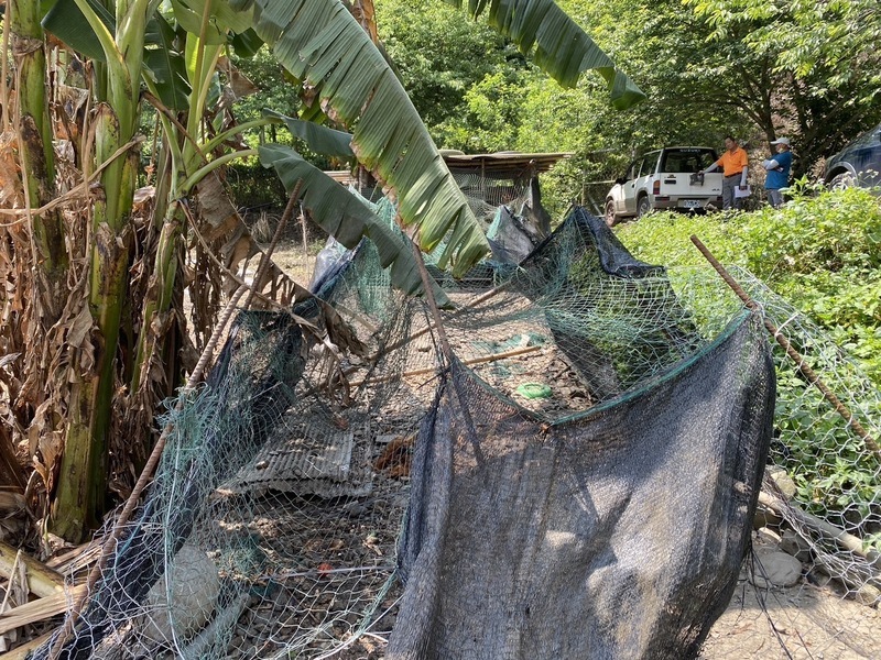 黑熊闖雞舍吃9隻雞 林保署買單賠償台東通報農民