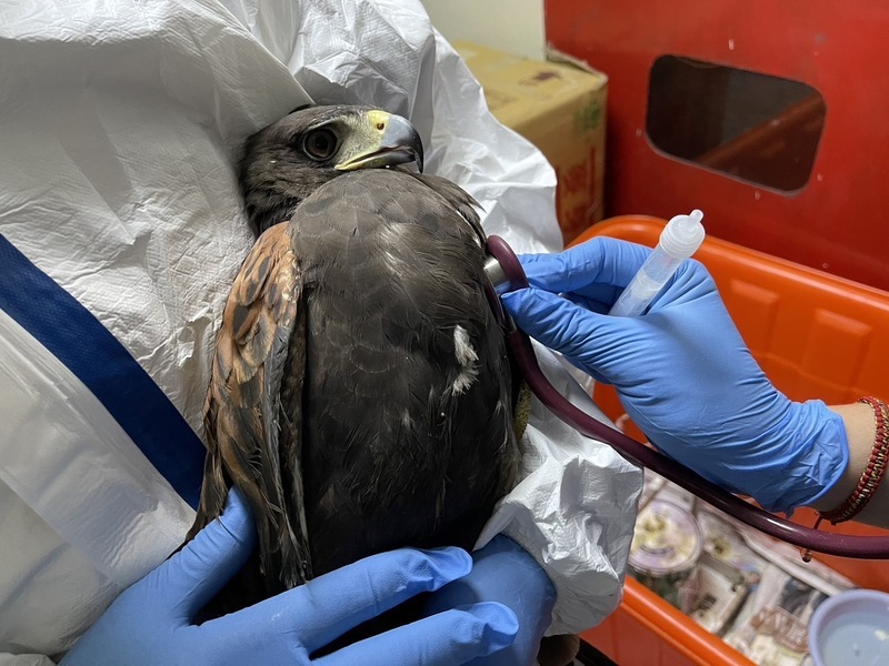 栗翅鷹遭牽繩纏受困樹梢獲救 桃園動保處尋失主