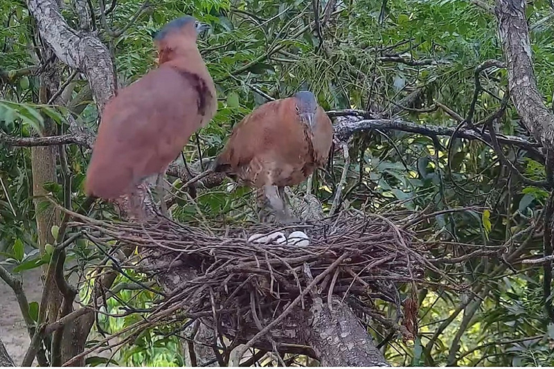 黑冠麻鷺築巢下蛋 台南水道博物館拍攝觀察