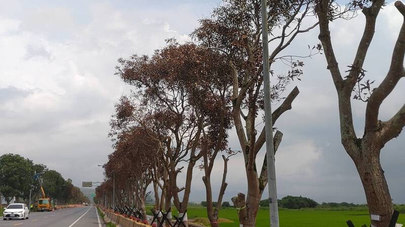 花蓮近200棵芒果路樹遭鑽孔下藥瀕死 警追查犯嫌