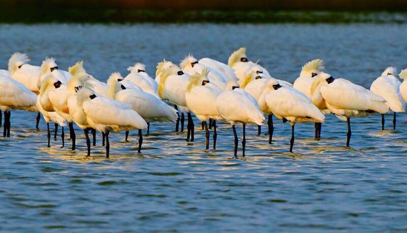 黑琵2024全球普查增355隻突破紀錄 台灣略減93隻