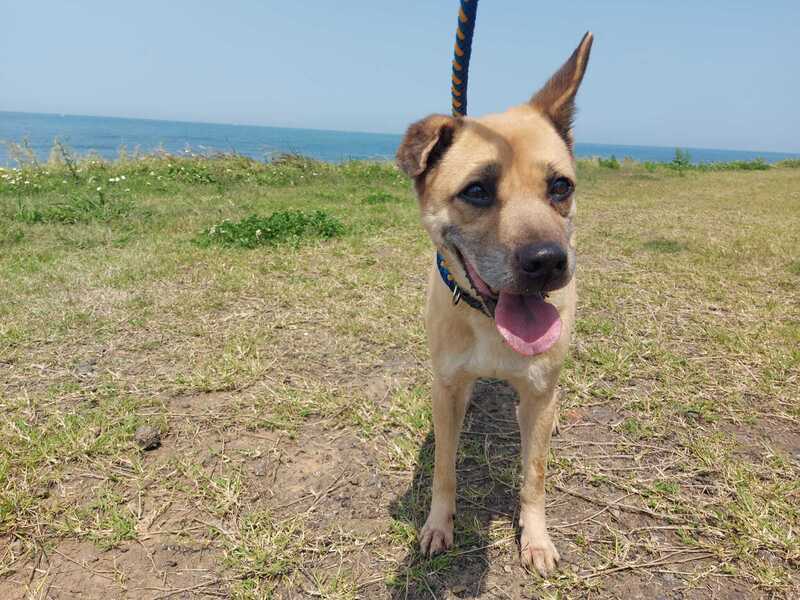 台版「忠犬小八」 米克斯奔2天回家等不到主人