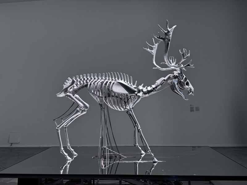 卡夫卡逝世百年 故鄉布拉格辦展「數位雄鹿」吸睛