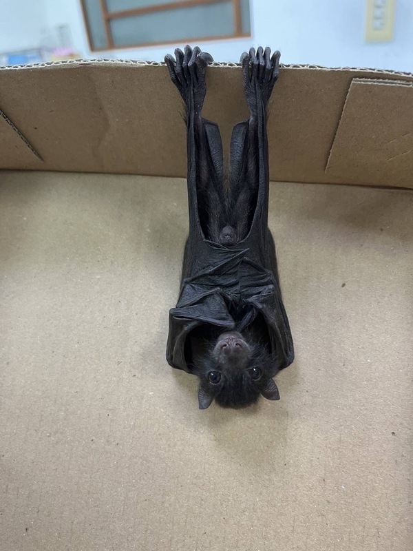 花蓮地院台灣狐蝠寶寶墜地 接力救援照養