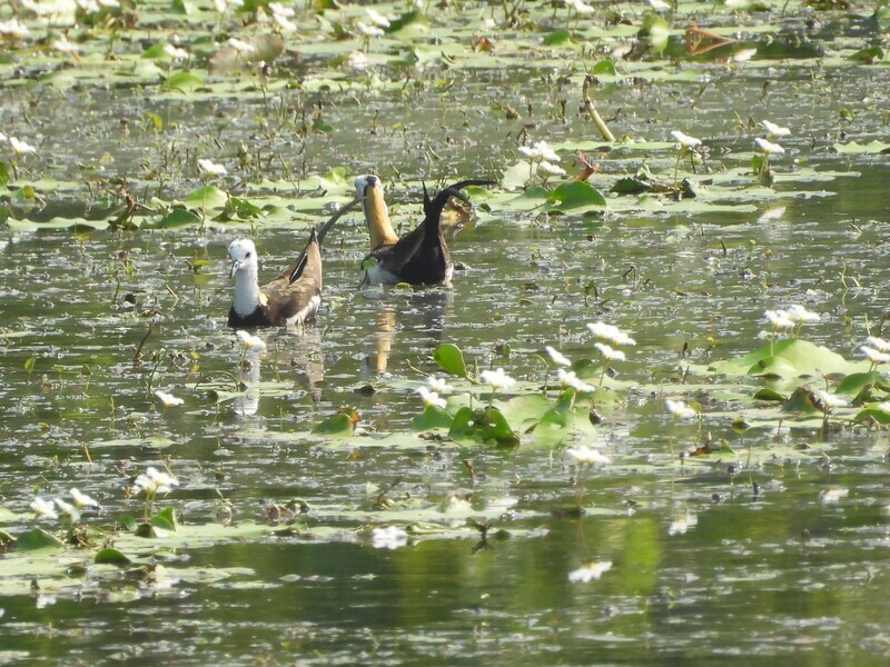 高雄洲仔濕地水雉進入繁殖季 換羽披婚紗放閃