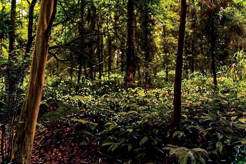 新北坪林茶鄉賞螢趣 白天逛老街傍晚親近火金姑