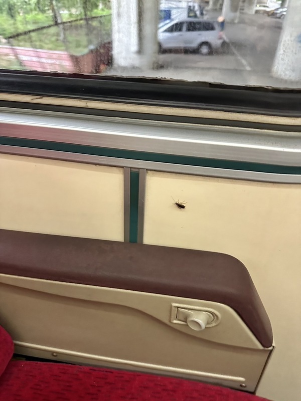 台鐵自強號爬出多隻「小強」 旅客嚇到不敢補眠