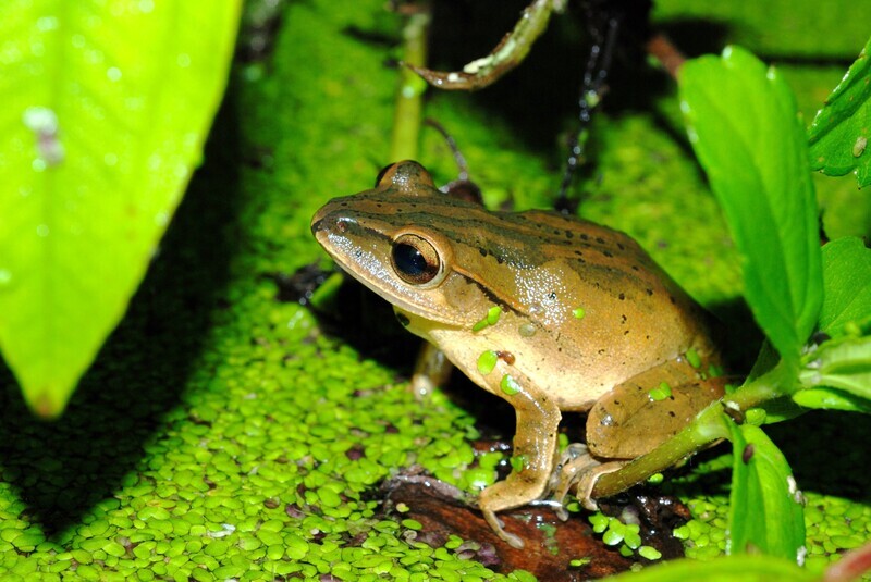 外來斑腿樹蛙擴散入侵 原生布氏樹蛙棲地需管控
