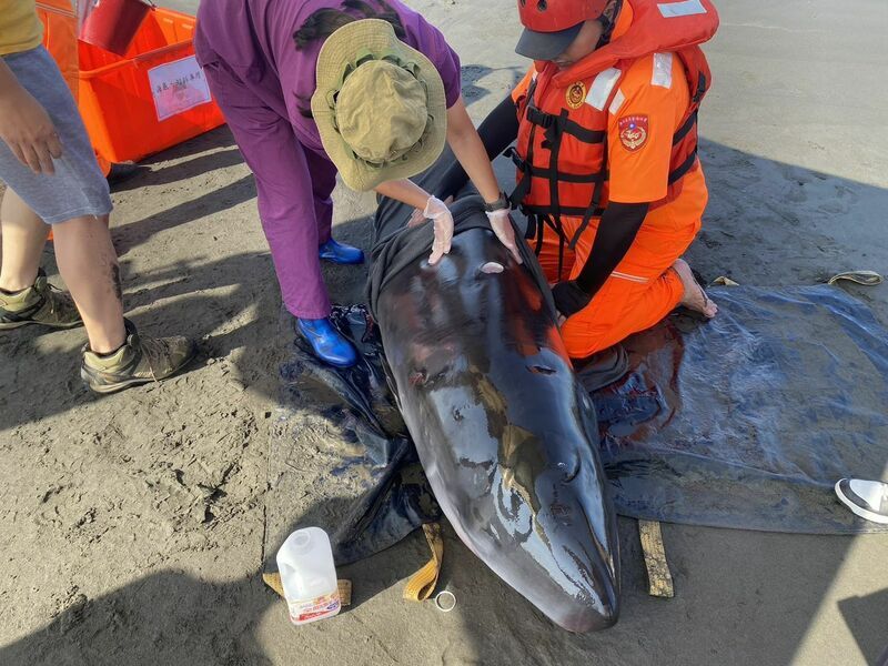 小抹香鯨擱淺宜蘭海灘 健康不佳安樂死處置