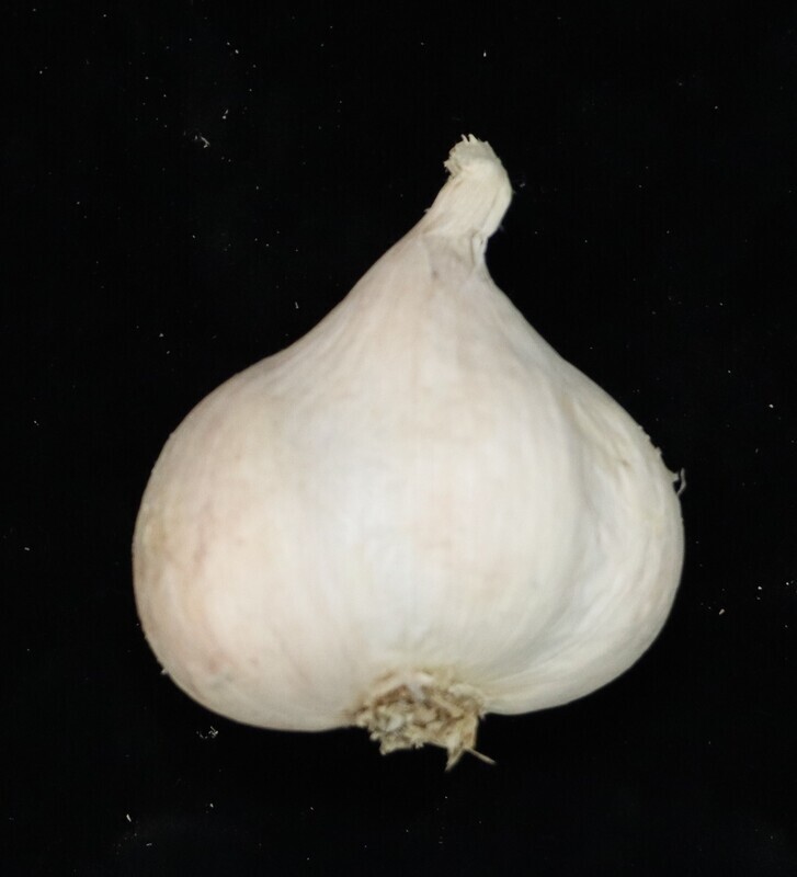 國產蒜頭辣又香受青睞 量價皆穩、至10月買得到