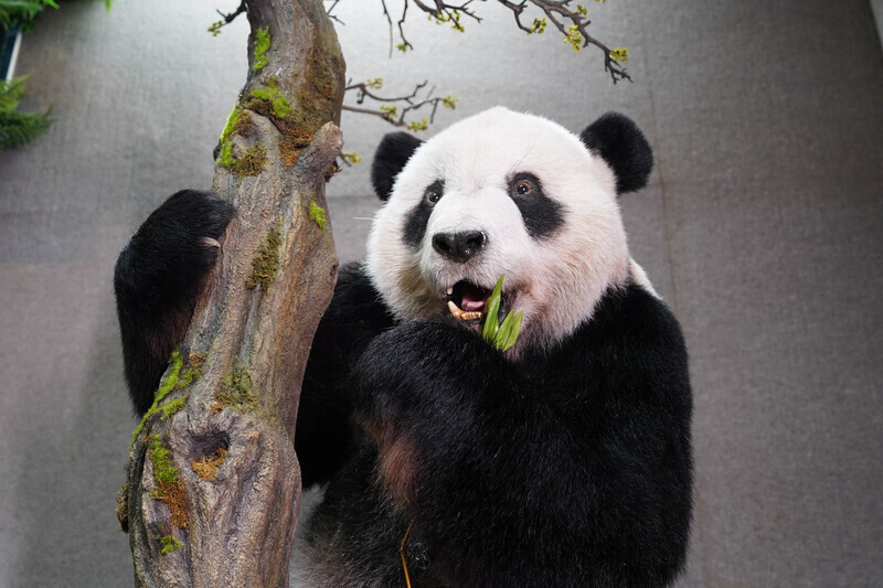 大貓熊「團團」標本將亮相 喚回可愛萌樣記憶