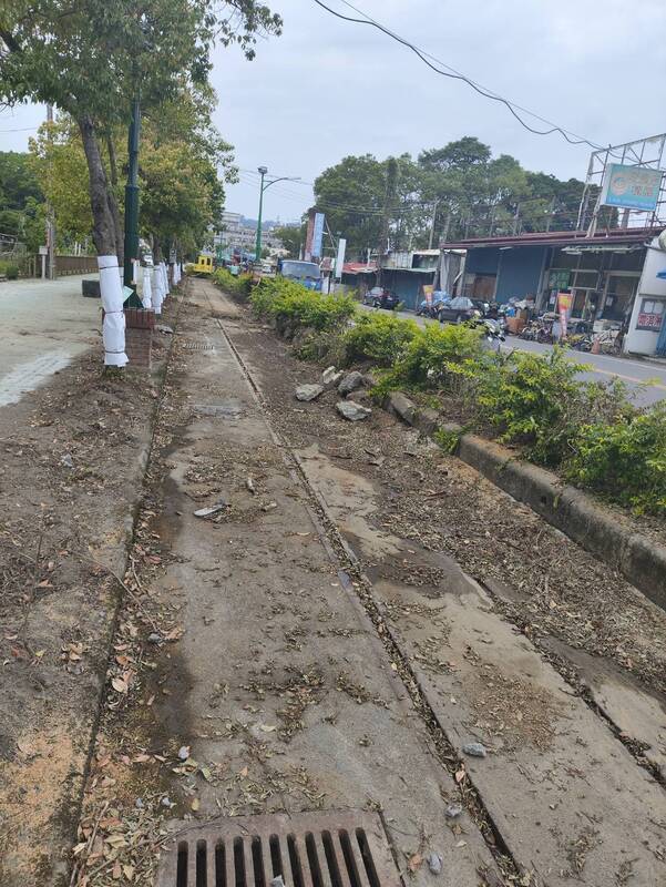 砍小葉欖仁引質疑 集集公所：浮根亂竄影響安全