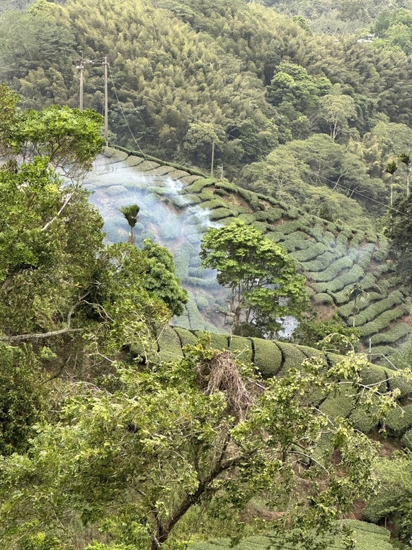 高壓電纜斷裂引火燒毀茶樹 嘉縣農民向台電求償