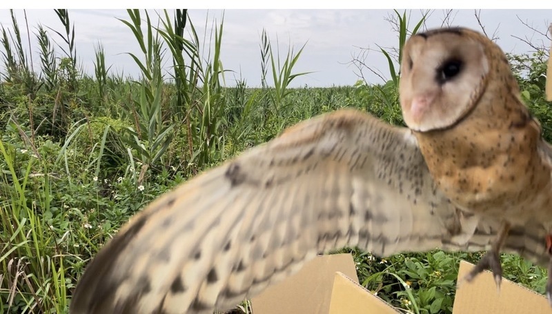 濁水溪出海口受傷草鴞救治成功 5/22野放