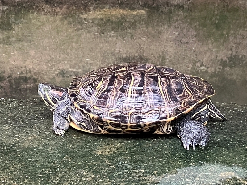 響應世界烏龜日 北市府：拾獲勿野放應通報