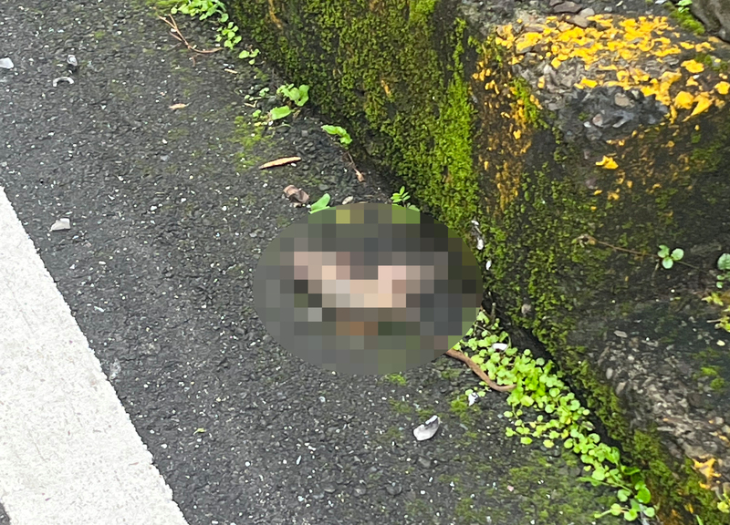 松鼠觸電桿帶電體 基隆860戶停電搶修完畢