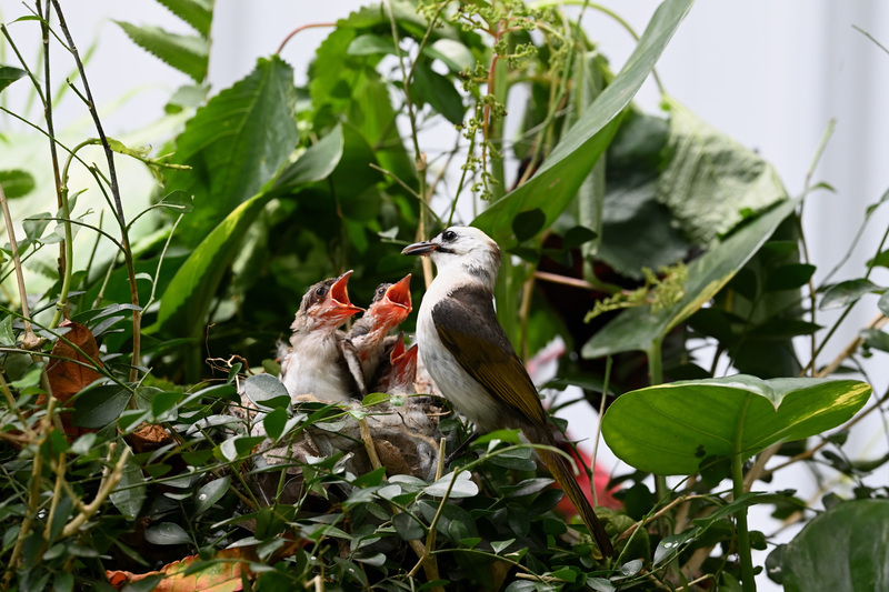 台灣特有種烏頭翁與白頭翁雜交繁殖 鳥類專家憂心