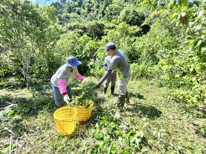 原生經濟樹種造林 土肉桂夾心酥讓綠色經濟飄香
