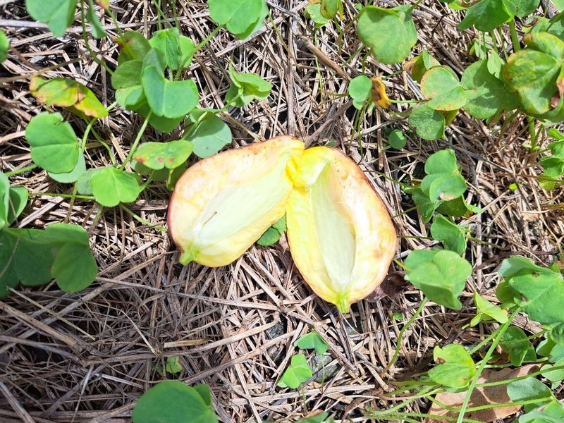 花蓮瑞穗改良種芒果列現金救助 每公頃10萬元