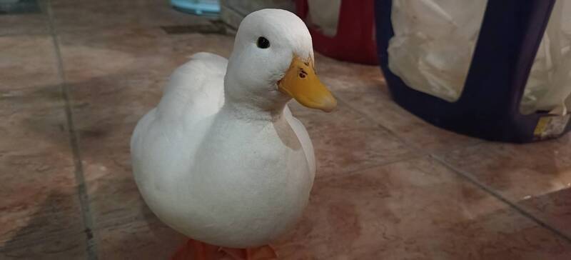 白色柯爾鴨飛走 新北動保處助飼主尋回