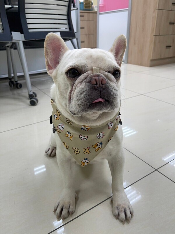 屏東力推寵物友善空間 全縣計97處審查合格