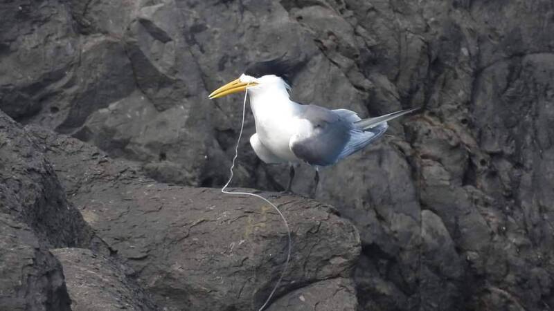 大溪漁港鳳頭燕鷗喉頭卡魚線 鳥友籲重視海廢問題