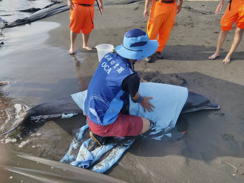 海保署新增海洋保育站點 徵巡查員起薪近4萬元