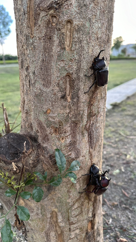獨角仙進入繁殖季 彰化溪湖東螺溪畔數量卻減少