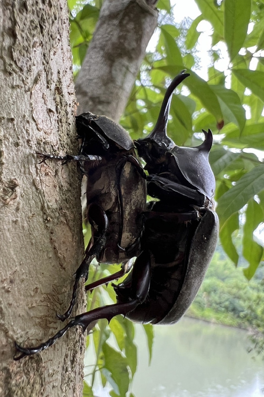 台南龍崎牛埔地質公園 獨角仙大量現蹤易觀察