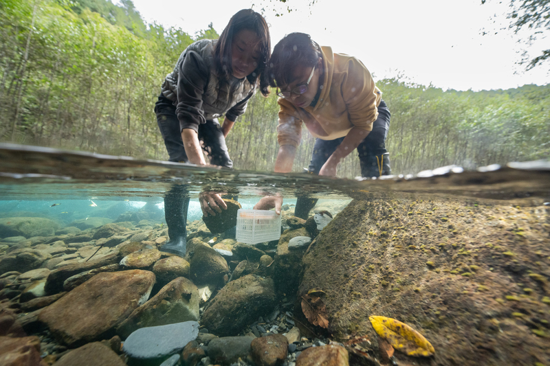 櫻花鉤吻鮭復育突破 魚卵朝高海拔無水運輸
