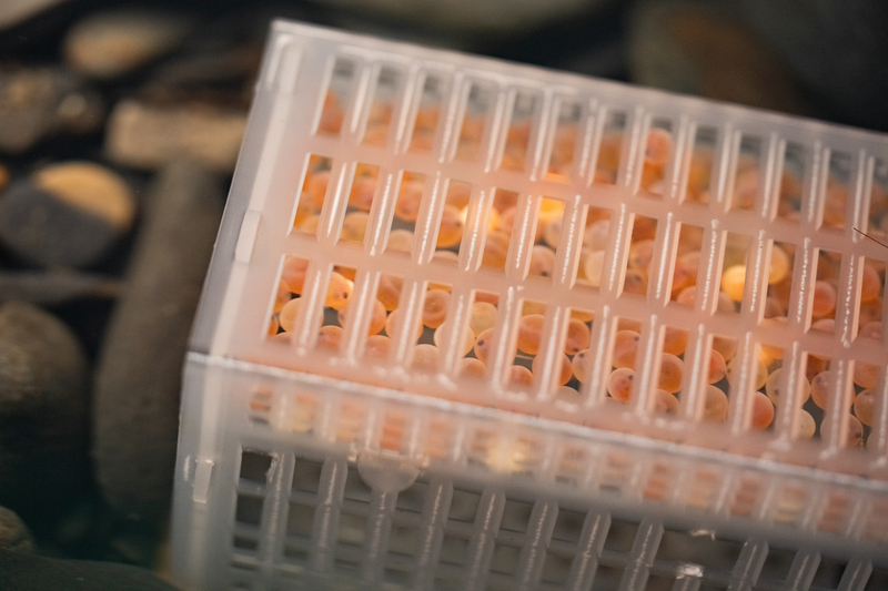 從老建物起步 櫻花鉤吻鮭復育走過風災艱辛路