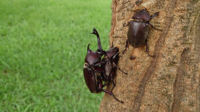 獨角仙不見了 嘉義縣、市政府呼籲民眾別抓牠