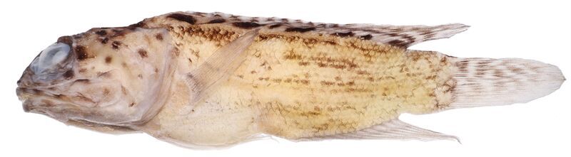 澎湖寒害新魚種 近期發表「冷鋒後頷鱚」