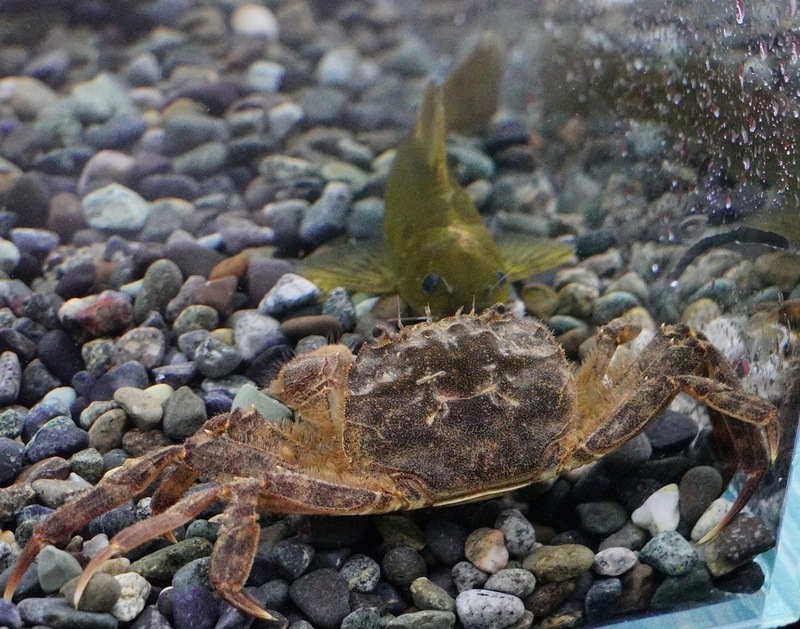 新店溪碧潭堰毛蟹返鄉 師生現場上生態課