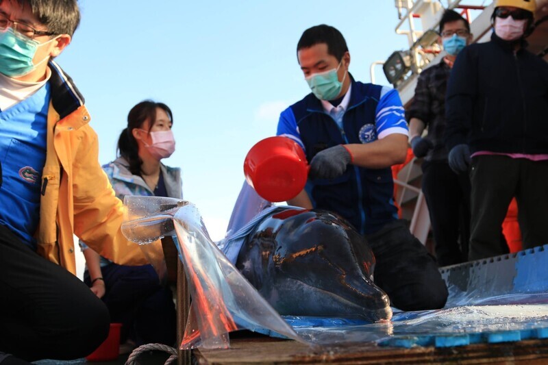 守護台灣海洋生物 中華鯨豚協會推長期科學研究