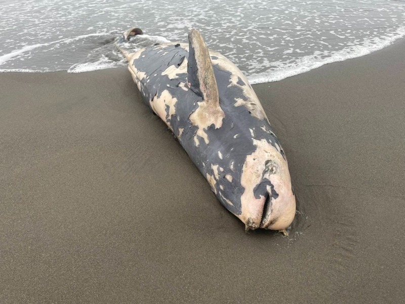 人類與動物距離拉近 生態界盼政府支持研究