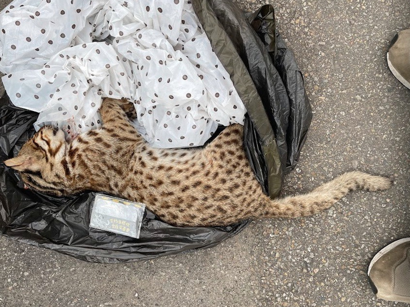 筏子溪旁石虎又遭路殺 中市府籲夜行熱區減速慢行