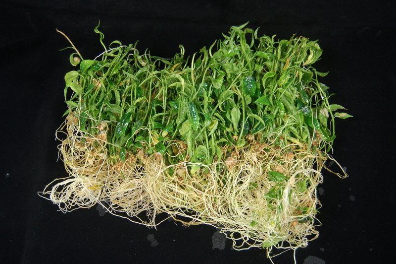 百香果組培苗技術出爐 確保種苗量產健康無病毒