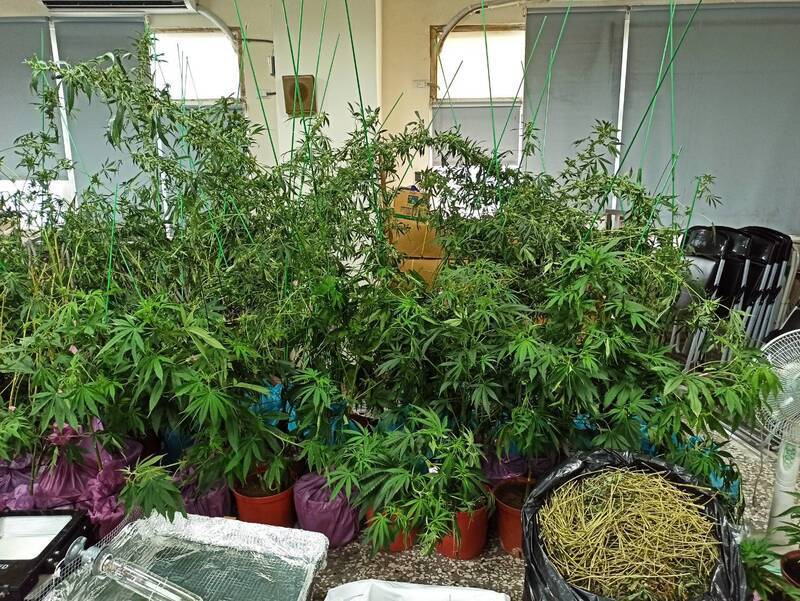男子彰化設大麻工廠 中市警跨區逮獲連同藥頭送辦