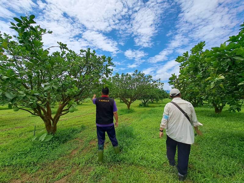 氣候影響花蓮文旦柚著果率不良 現金救助每公頃8萬
