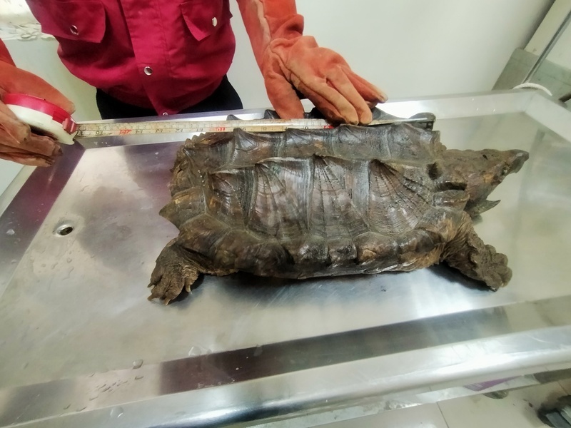 30公斤大鱷龜車陣穿梭 新北動保助安置