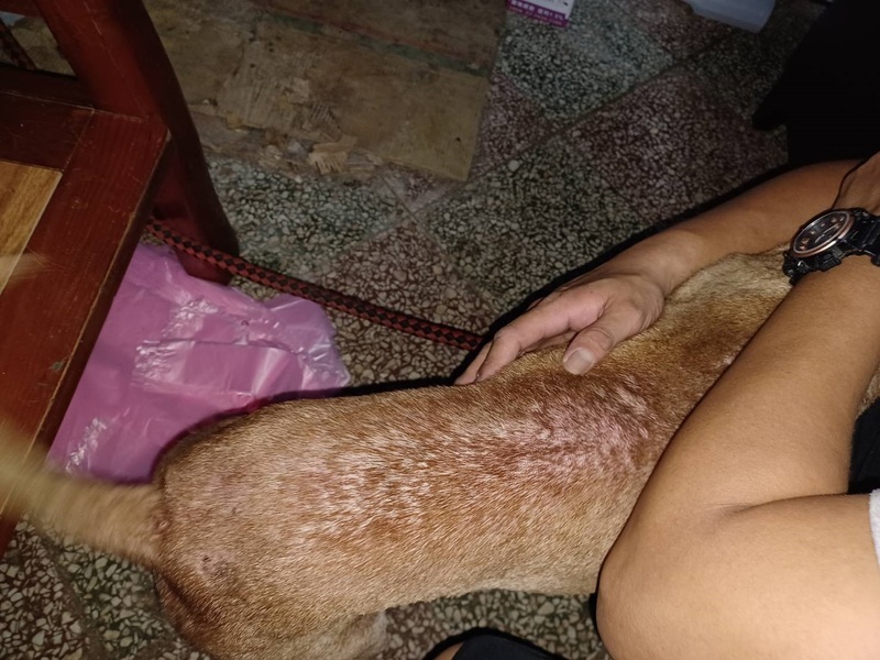 寵物貓犬易搔癢脫毛 新北動保：可能食物過敏