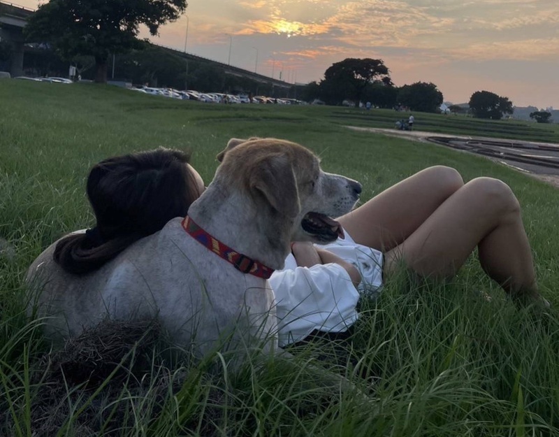 新北動保處給優惠 鼓勵認養大型犬或成犬