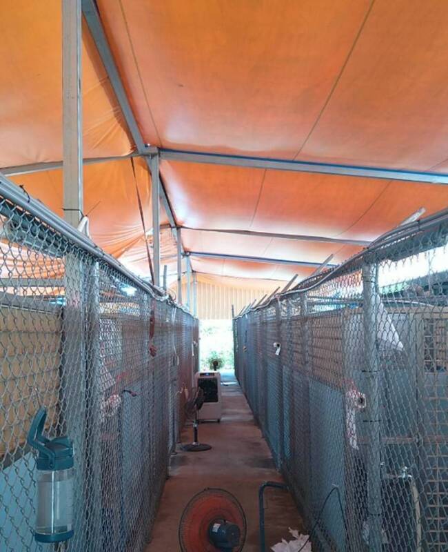 動物之家犬五舍帆布屋頂通風差挨批 北市允改善