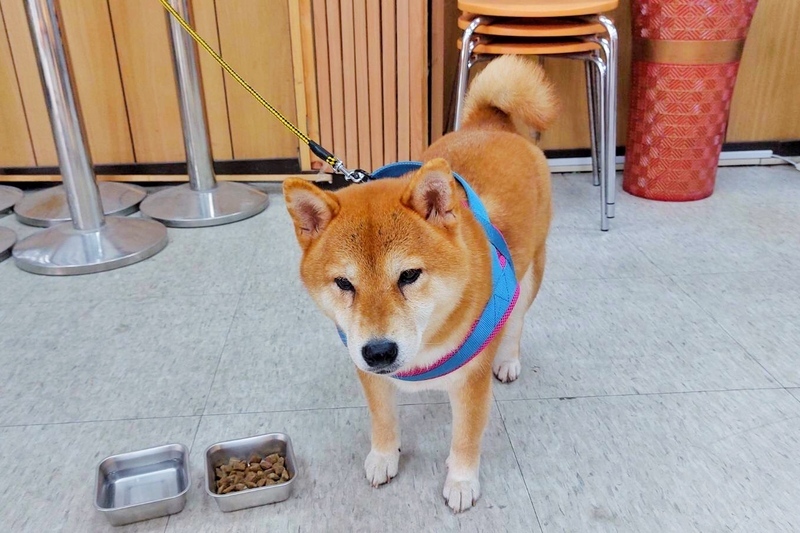 柴犬疑迷途穿梭車陣 熱心人送往桃園警急尋飼主