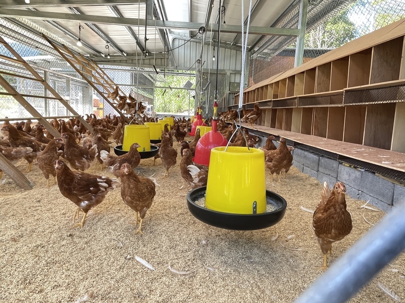 花蓮紅葉福利蛋長輩養雞理念 獲企業響應簽MOU