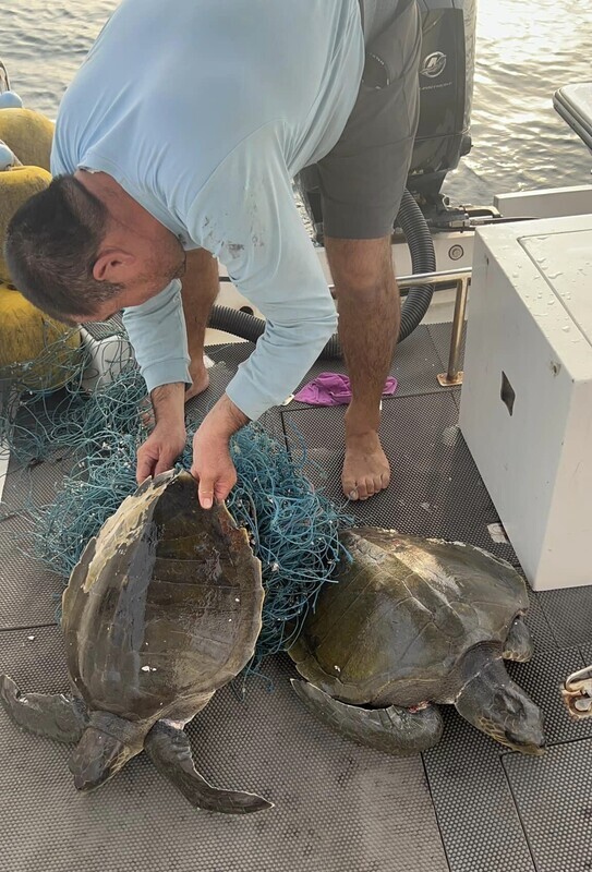 望安漁民救2隻纏網欖蠵龜 送澎湖海龜收容中心觀察