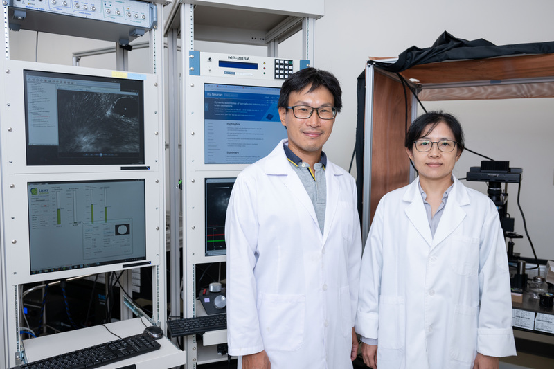 陽明交大捕捉神經元細胞揪團現象 助理解大腦機能