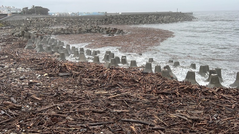 海邊現漂流木民眾冒險撿 林保署：尚未開放撿拾